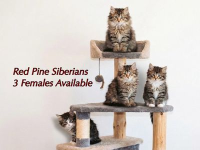 Siberian Forest Kittens