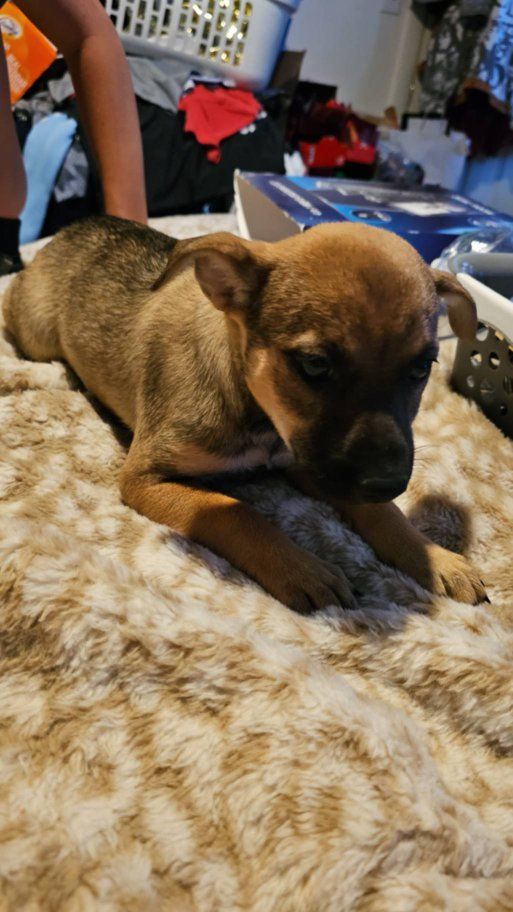 kiwi the red heeler aussie mix