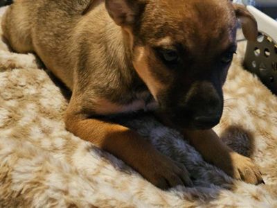 kiwi the red heeler aussie mix