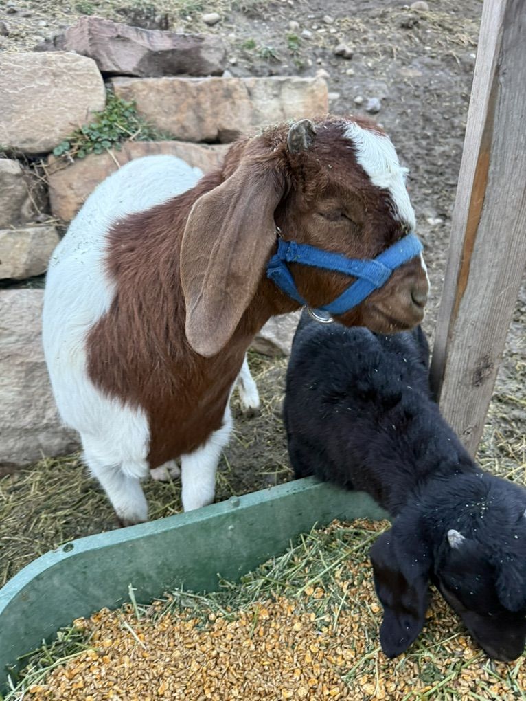 boer goat