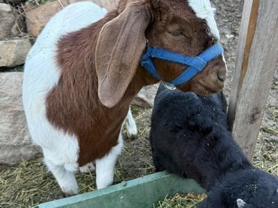 boer goat