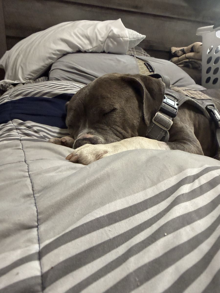 Female Pit Bull Mix - Loving Companion Ready for a Forever Home