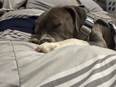 Female Pit Bull Mix - Loving Companion Ready for a Forever Home