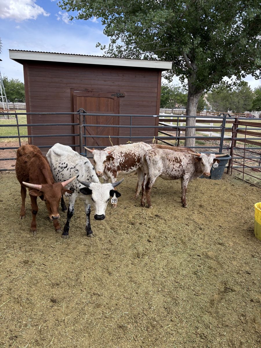 Fresh roping heifers