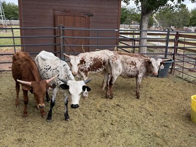 Fresh roping heifers