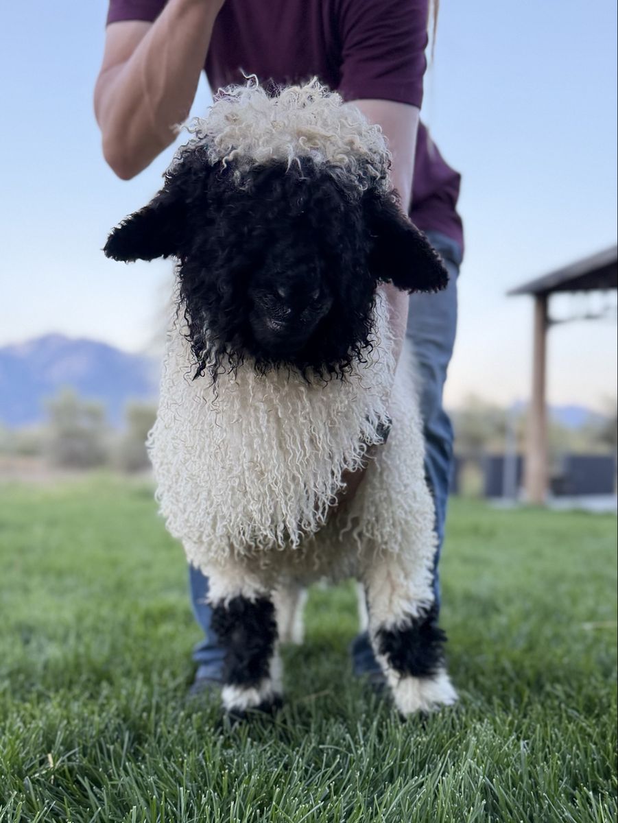 100% Purebred Valais Blacknose Ram