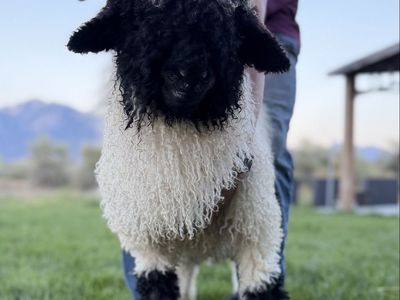 100% Purebred Valais Blacknose Ram