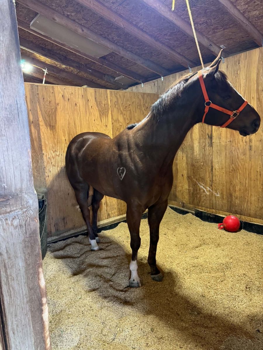 6 Year Old Gelding