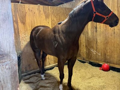 6 Year Old Gelding