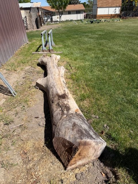 Black Walnut Wood for Sale