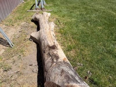 Black Walnut Wood for Sale