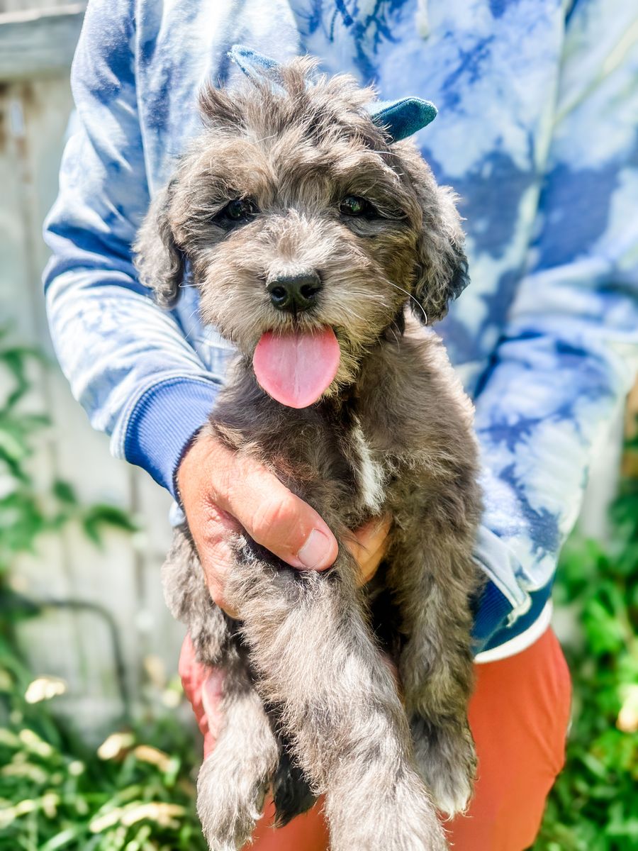 Mini Merle Goldendoodles 
