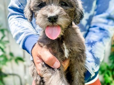 Mini Merle Goldendoodles
