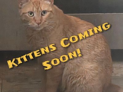 Kittens