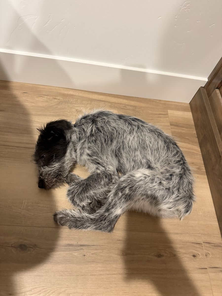Idaho Shag × Bearded Collie Puppy
