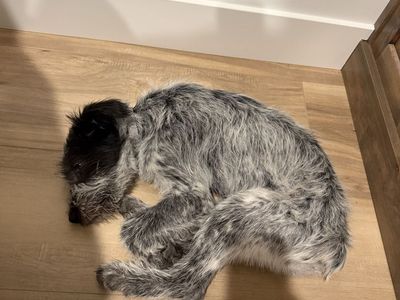 Idaho Shag × Bearded Collie Puppy