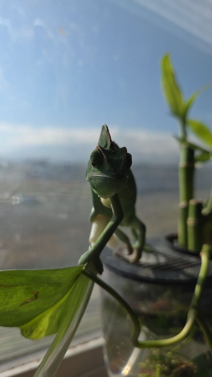 female veiled chameleon