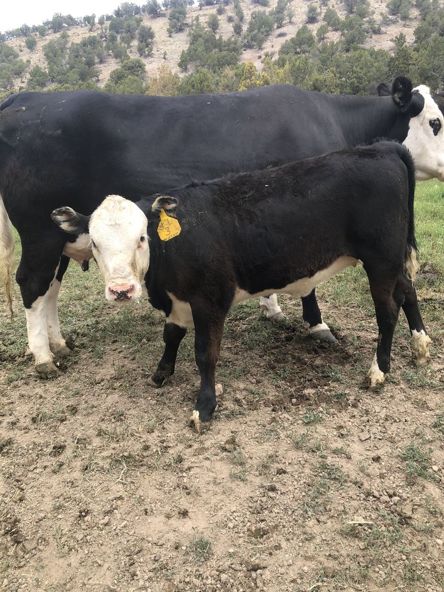 Beef heifer
