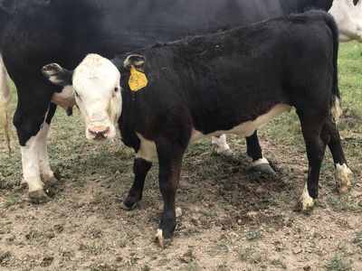 Beef heifer