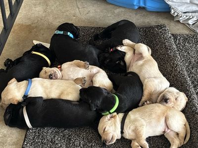 Puppies! Lab/Pointer Cross
