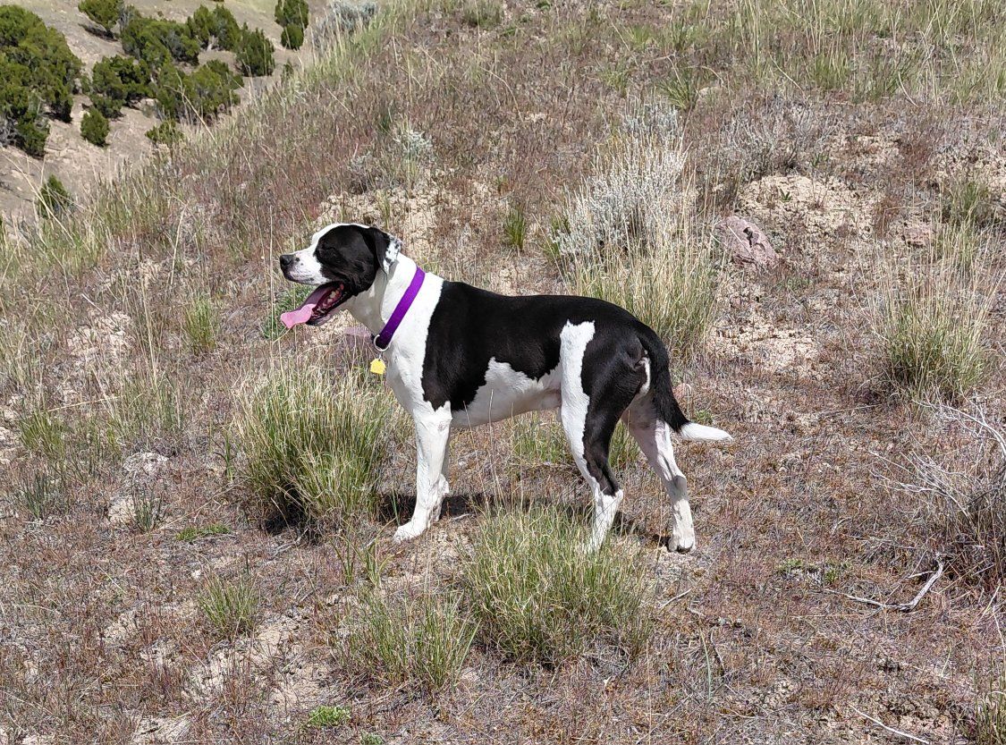 Sweet Pit mix