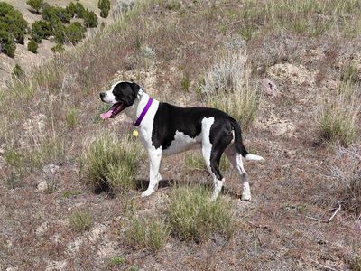 Sweet Pit mix