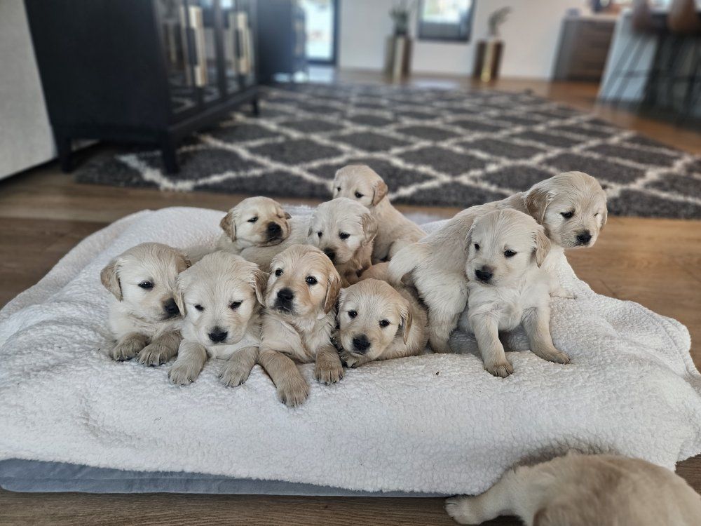 PUREBRED GOLDEN RETRIEVER PUPPIES
