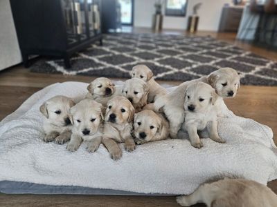 PUREBRED GOLDEN RETRIEVER PUPPIES
