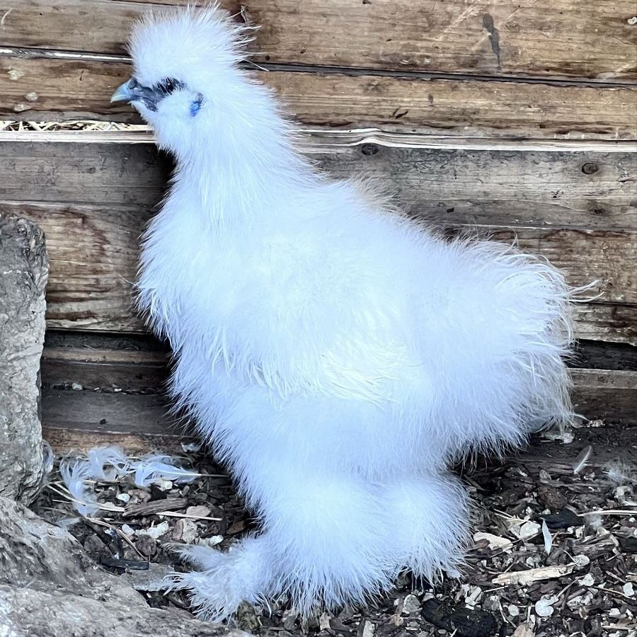 Silkie Rooster available