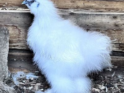 Silkie Rooster available