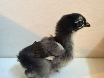 Black Cooper Maran and Oliver Egger Chicks
