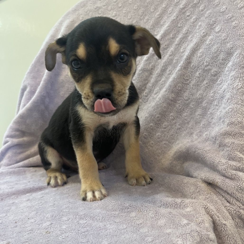 Hello my name is Smarties