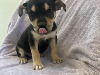 Hello my name is Smarties