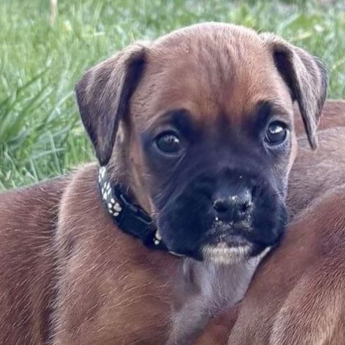 Purebred Boxer Puppies