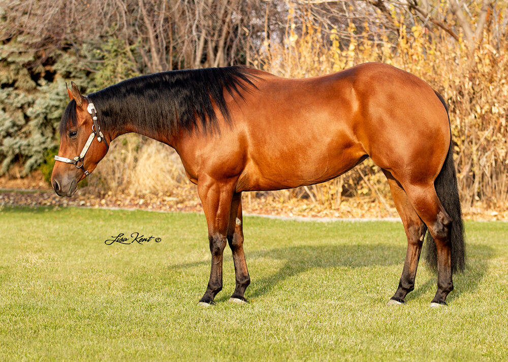 2015 AQHA/APHA Bay Mare