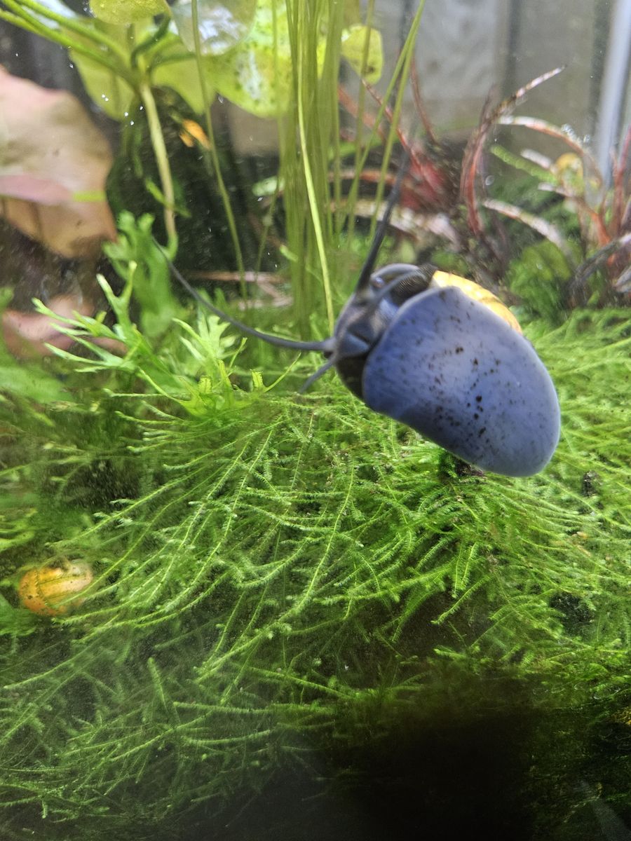 Mystery snails for sale