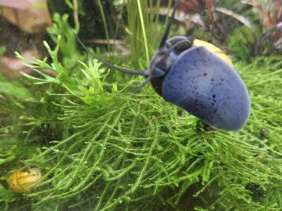 Mystery snails for sale