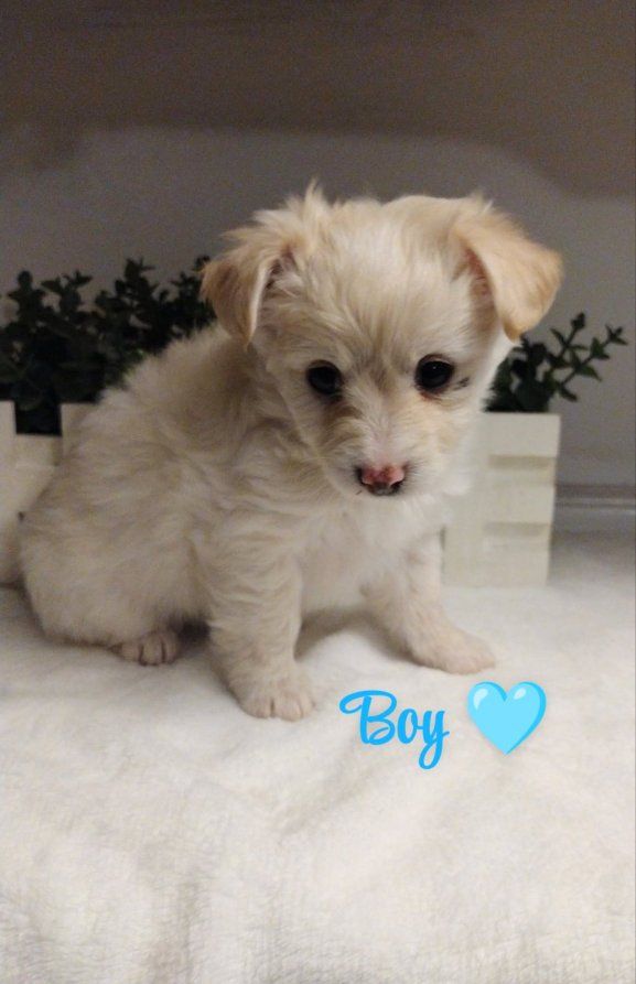 Maltipoo PRICE DROPPED Morkie puppies 1 male