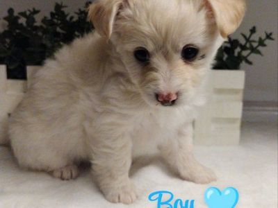 Maltipoo PRICE DROPPED Morkie puppies 1 male