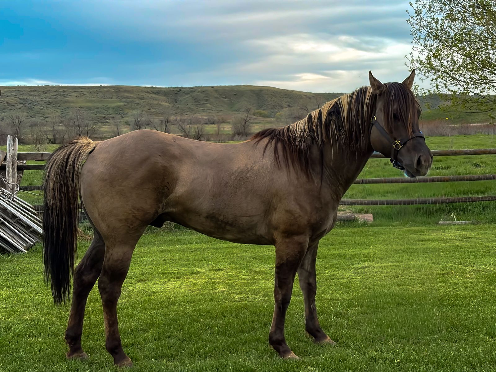 Grulla stud