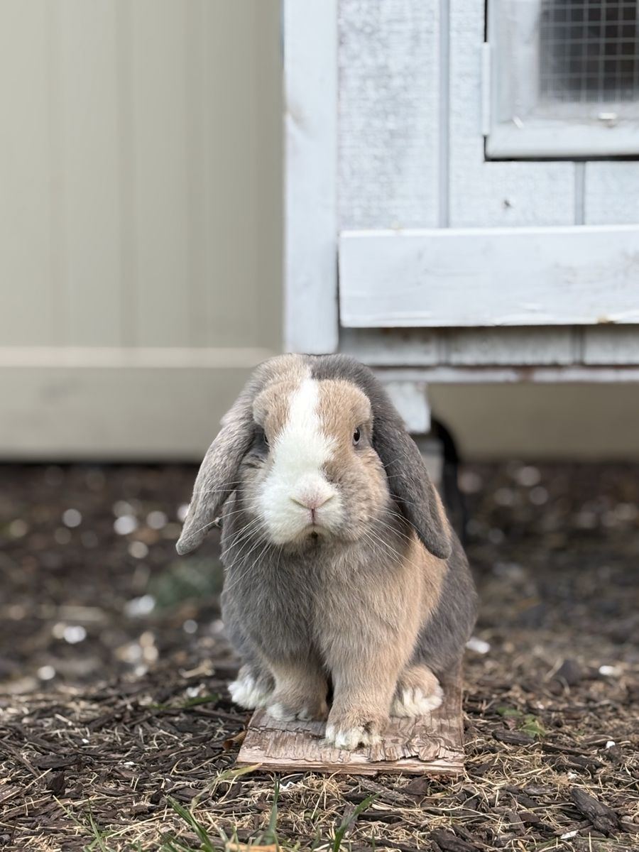 Holland Lop 