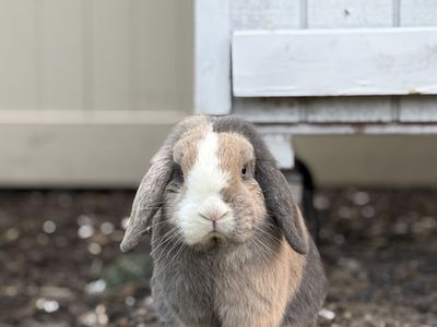 Holland Lop