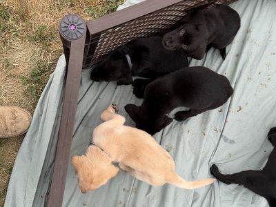 Akc labs
