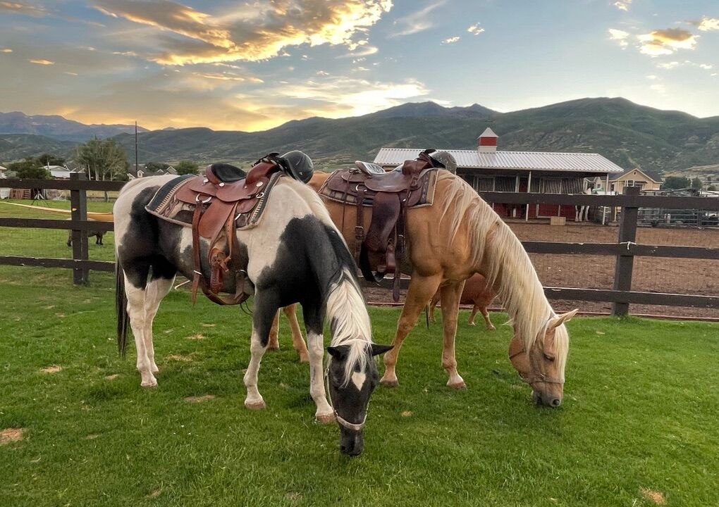 ISO horse Suitable for Begginer Lessons