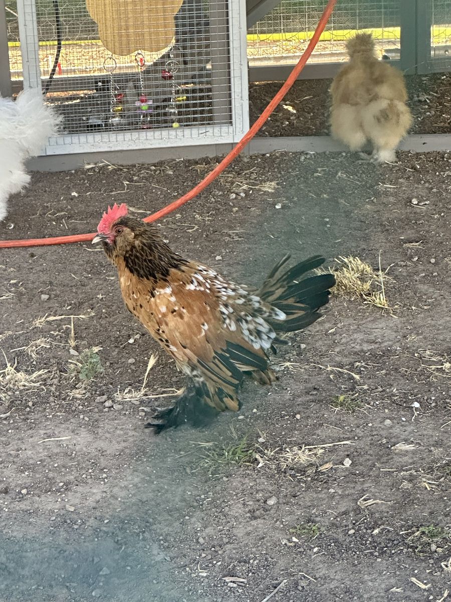 Bantam rooster. NEEDS TO GO ASAP