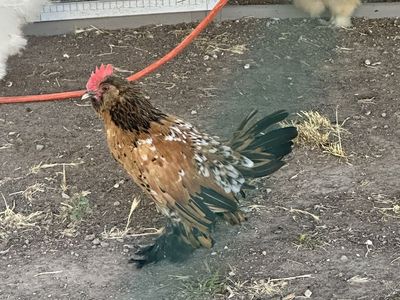 Bantam rooster. NEEDS TO GO ASAP