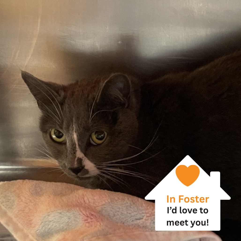 Hello my name is Razzle