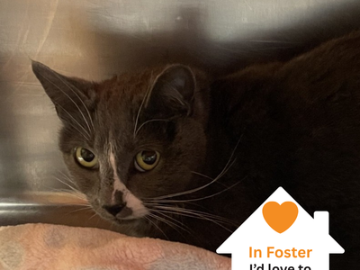 Hello my name is Razzle