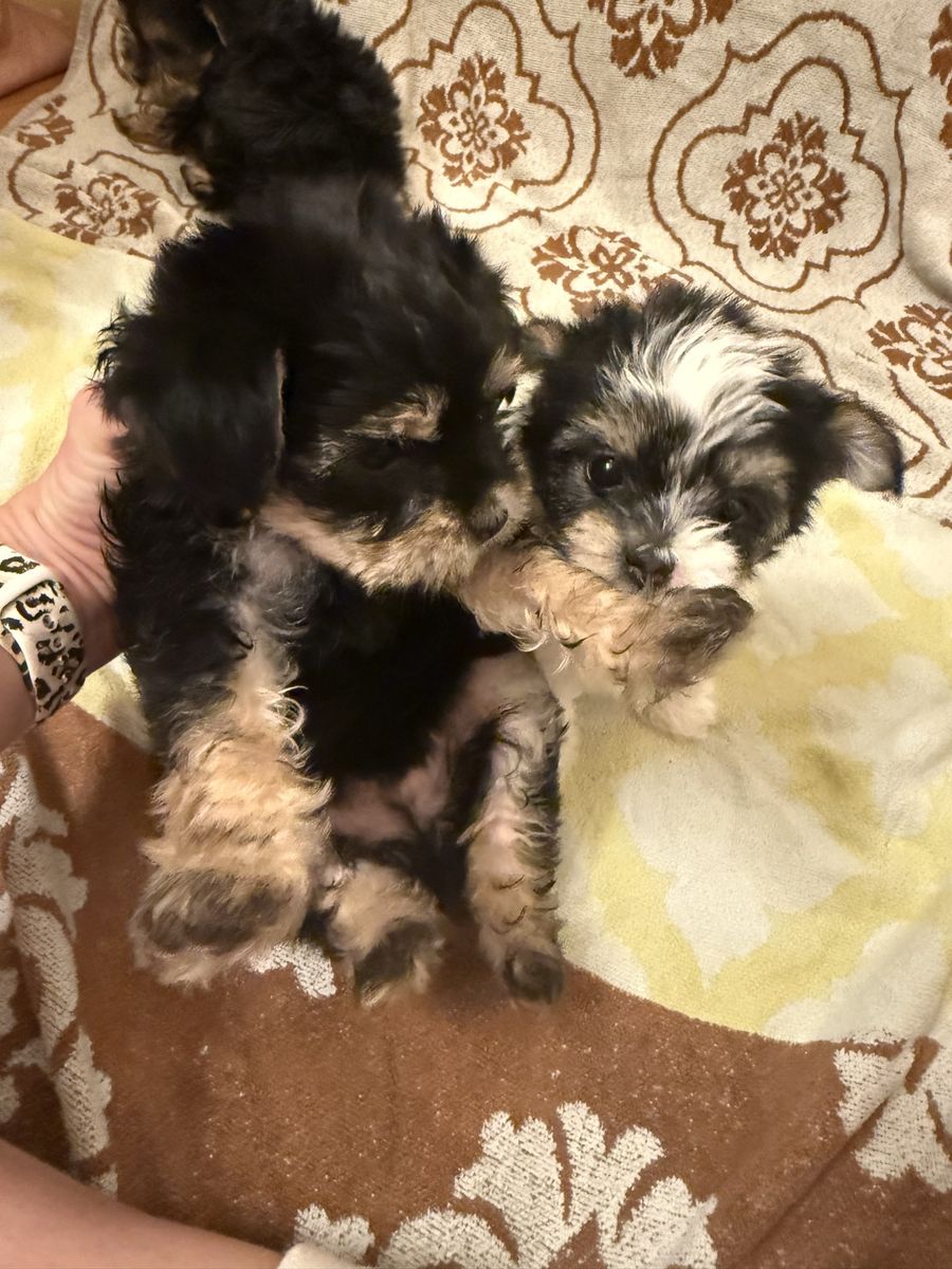 Yorkie