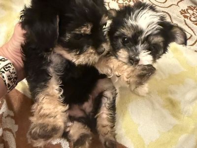 Yorkie